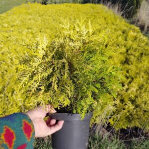 Thuja 'Selena’/Thuja occidentalis 'Selena’