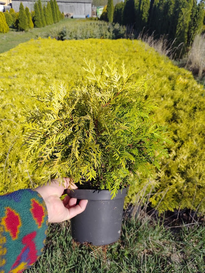 Thuja 'Selena'/Thuja occidentalis 'Selena'
