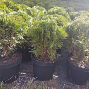 Thuja occidentalis 'Danica’ C5