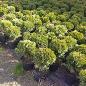 Thuja occidentalis 'Danica’ C5