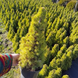 Świerk biały 'Conica’ Picea glauca 'Conica’