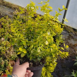 Trzmielina Fortune’a „Emerald’n’Gold”/Euonymus fortunei „Emerald’n’Gold”