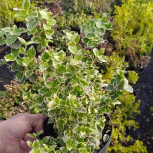 Trzmielina Fortune’a 'Silver Queen’/Euonymus fortunei 'Silver Queen’