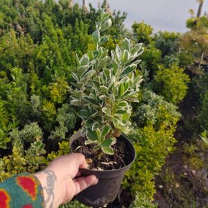 Trzmielina japońska 'Kathy’/Euonymus japonicus 'Kathy’