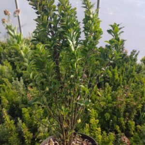 Trzmielina Japońska 'Green Spire’/Euonymus Japonica 'Green Spire’