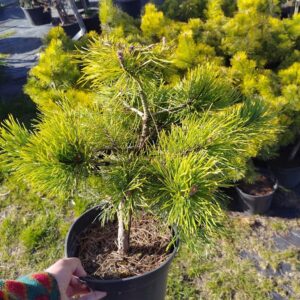 Sosna górska 'Winter Gold’/Pinus mugo 'Winter Gold’
