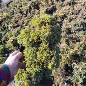 Juniperus procumbens 'Nana’/Jałowiec rozesłany 'Nana’