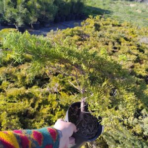 Jałowiec płożący 'Gold Coast’/Juniperus 'Gold Coast’
