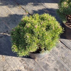 Pinus mugo/Sosna kosodrzewina 'Mops’