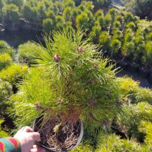 Sosna gęstokwiatowa/Pinus densiflora 'Jane Kluis’