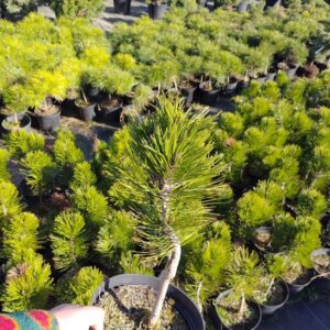 Sosna bośniacka/Pinus heldreichii 'Compact Gem’