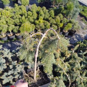 Świerk Engelmanna/Picea engelmannii 'Bush’s Lace’