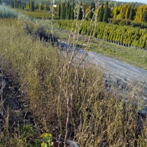 Borówka/Vaccinium