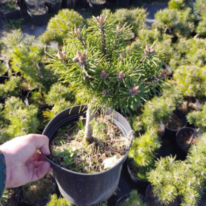 Pinus mugo/Sosna górska „Maria”