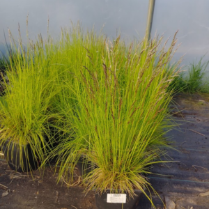 Śmiałek darniowy/Deschampsia cespitosa